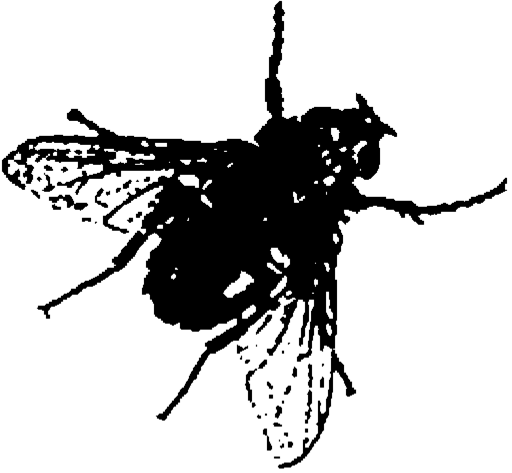 Logo - Appenzeller Insektengitter GmbH